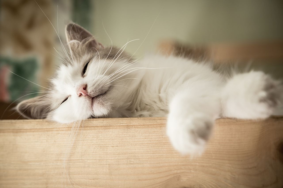 Katze schlafend
